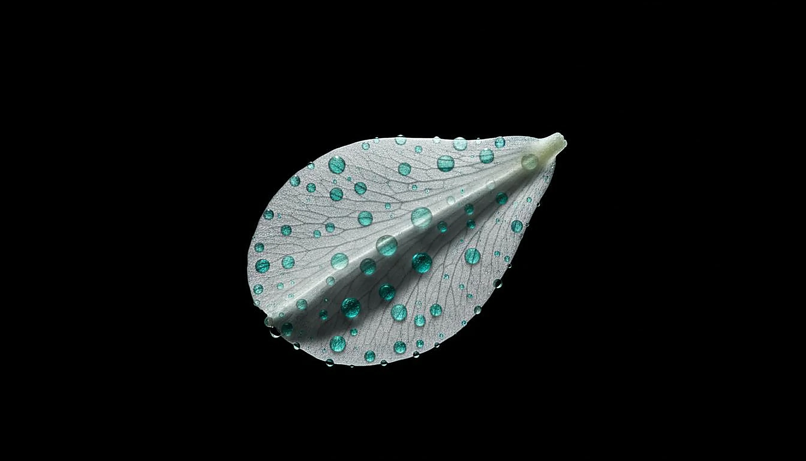 Botanical petals